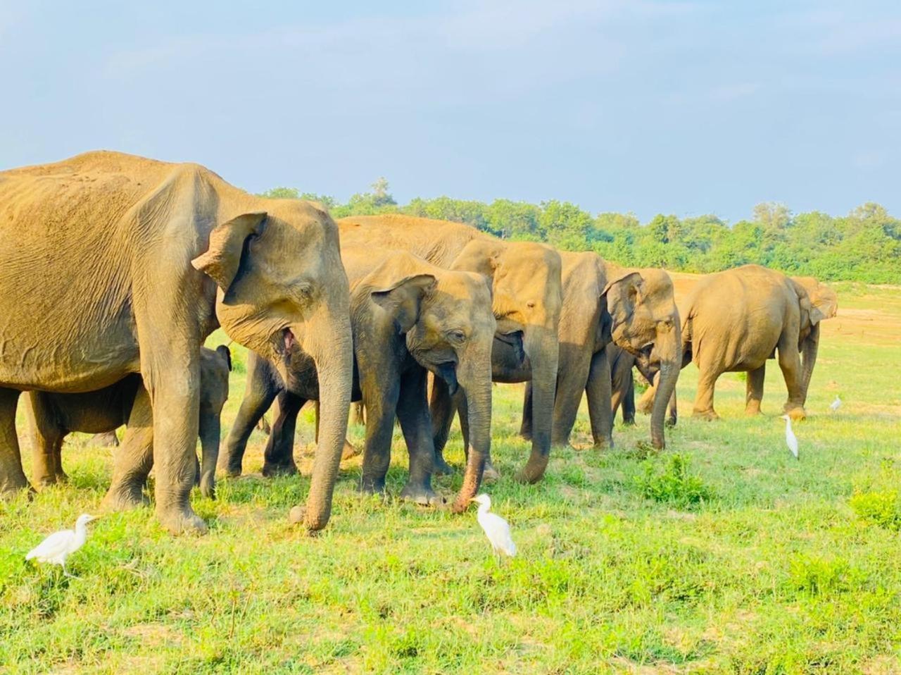 Wild Bee Safari Lodge Удавалаве Екстер'єр фото